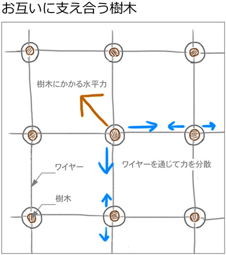 互いに支え合う樹木